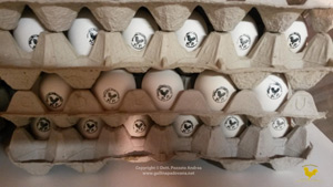 Selling eggs of Paduan hen Selling eggs of Paduan hen