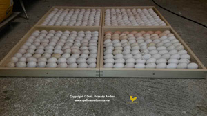 Eggs ready for hatching