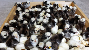 Hatching of tricolor chicks