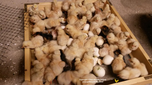 Chicks after hatching