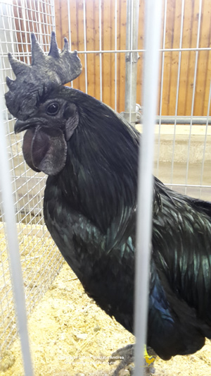 Male ayam cemani