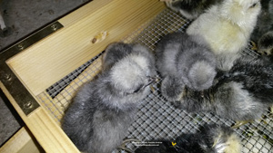 Blue edged chicks