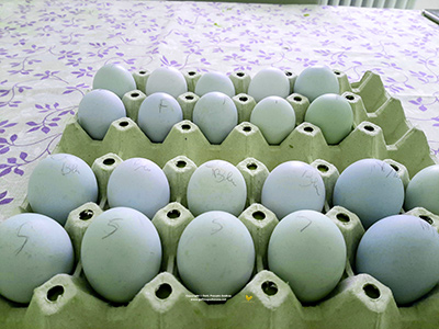 Uova di gallina Araucana