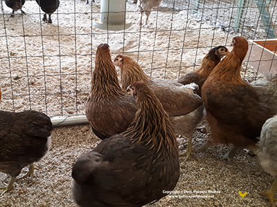 Un gruppo di galline Araucana