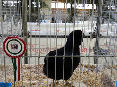 Premio femmina Araucana