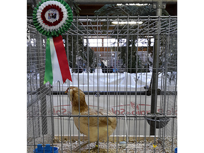 Premio femmina Araucana