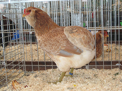 Femmina Araucana