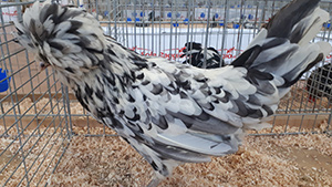 Foto gallina Padovana