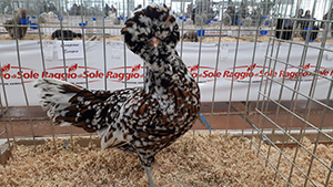 Foto gallina Padovana