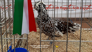 Foto gallina Padovana
