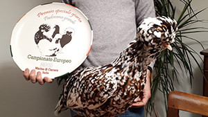 Foto gallina Padovana