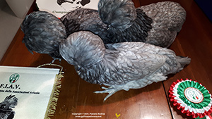 Foto gallina Padovana