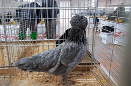 Championships of Italian poultry - Paduan hen