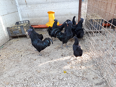 Un gruppo di galline Cemani