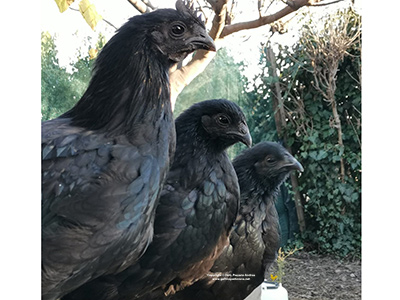 Un machio e due femmine di galline Cemani