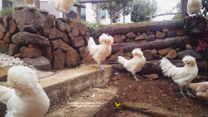 Foto gallina Padovana