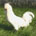 gallina padovana bianca