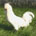 gallina padovana white