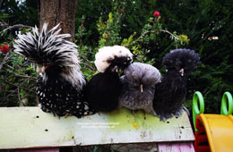 Paduan hen photo