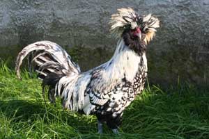 Exemplary silver laced in the second year