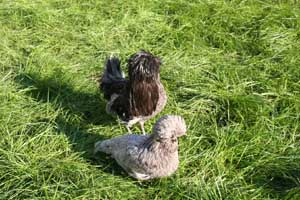 Family of Paduan hen blue laced