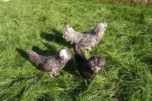 Family of Paduan hen cuckoo