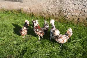 Famiglia gallina padovana tricolore