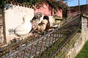 Females at rest