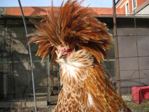 Detail of a male of hen chamois laced of Padua