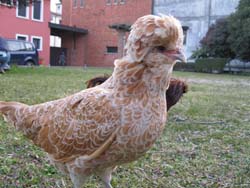 camosciata paduan hen