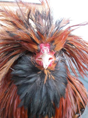 Detail of a male of gold laced Paduan hen