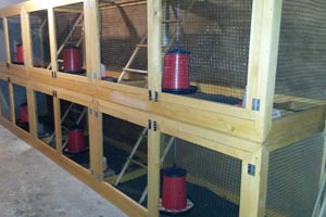 New cages for breeding