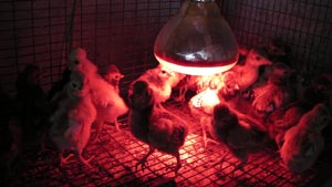 Chicks of few weeks with heating