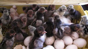 Hatching of the chicks