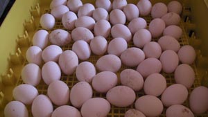 Uova pronte per l'incubazione