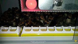 Chicks under breeder
