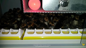 Chicks under brooder