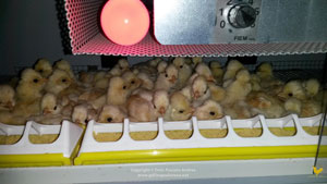 Chicks under brooder