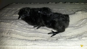 Pure subjects available ayam cemani 