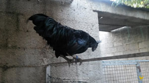 Male ayam cemani specimen