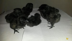 Available ayam cemani subjects in purity