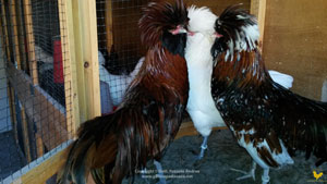 Trio of male exhibits