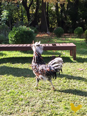 Grazing tricolor specimen