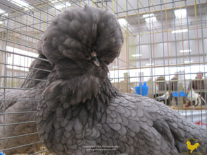 Detail of the tuft of a fringed blue female