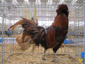 Black edged gold male