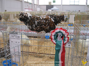 Tricolor female on the podium