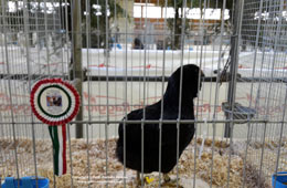 Araucana nera Italian champion