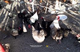 Group of silver Marans
