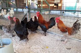 Group of coppery Marans