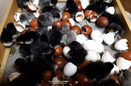 Marans hatching